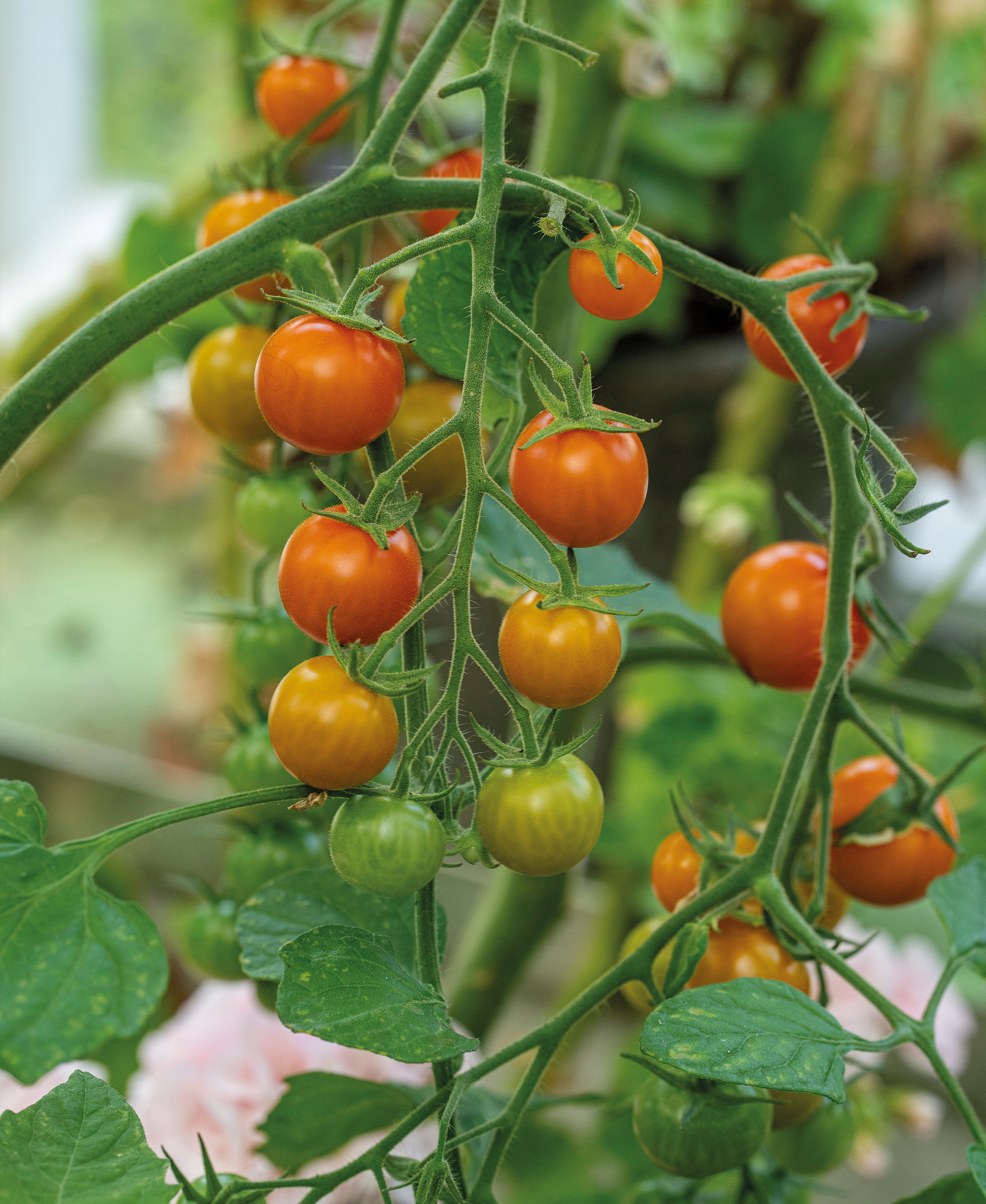 Tomat, Hög, Golden Currant, Organic