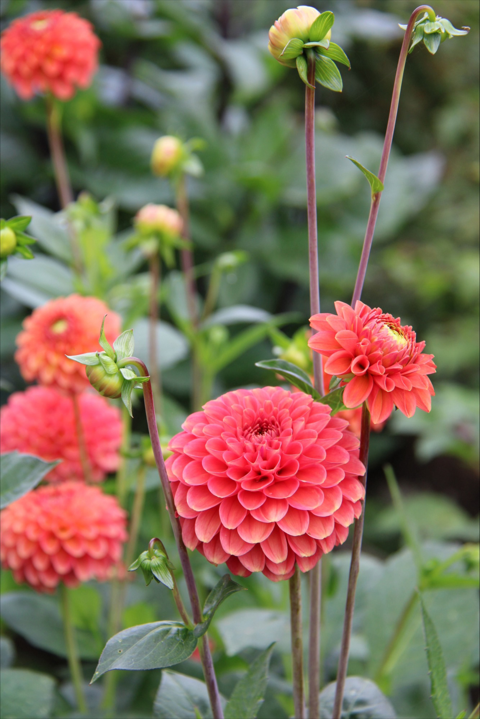 Dahlia Hög boll Zundert Mystery Fox 1 st