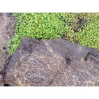 BioWeedStop 200 g/m2 2x100m (brun)