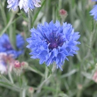 Centaurea Blue Boy Blåklint 100 gram