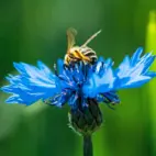 Centaurea Blue Boy Blåklint 100 gram