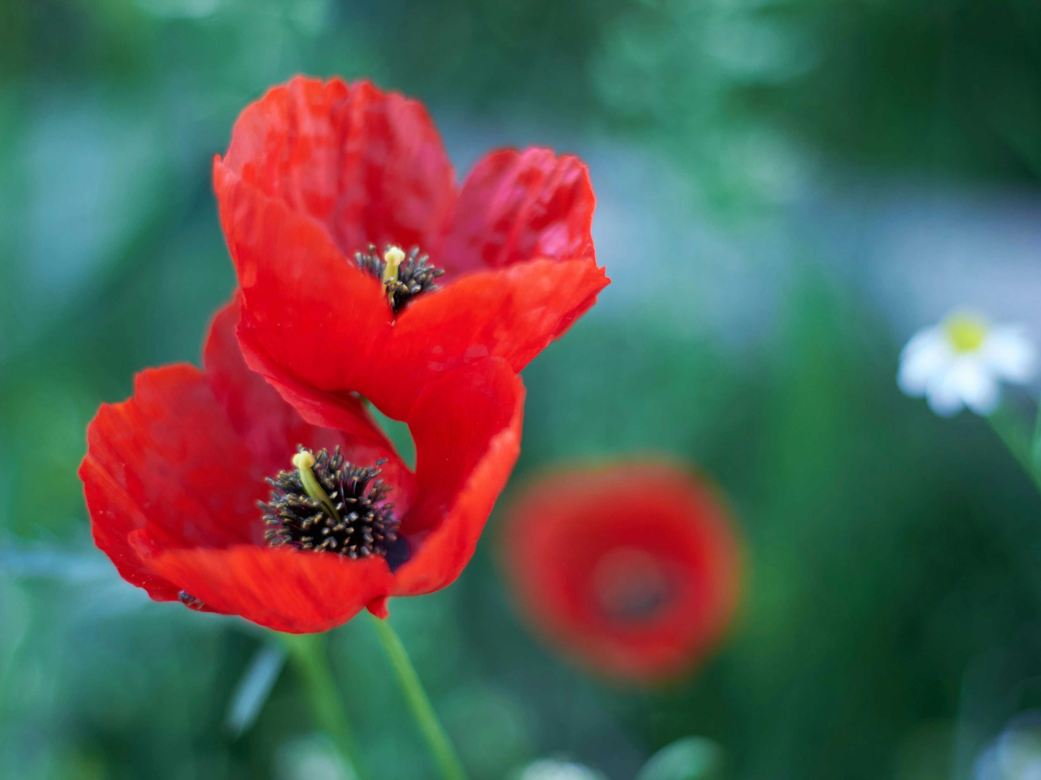Papaver rhoeas Red Single Kornvallmo 100 gram