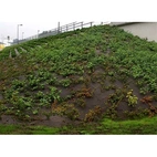 BioWeedStop 200 g/m2 2x100m (brun)