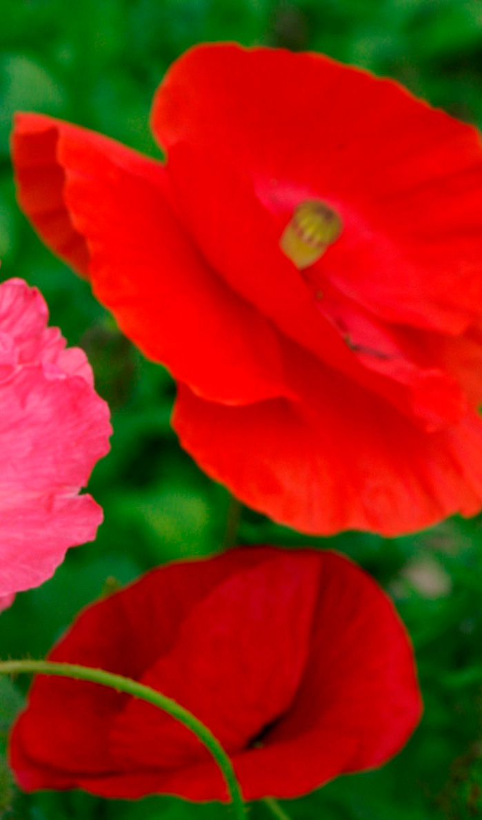Papaver rhoeas Red Single Kornvallmo 100 gram