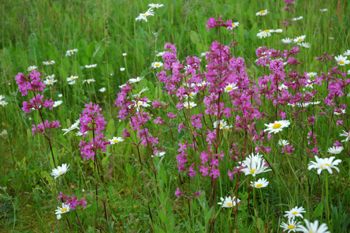 Skånefrö Ängsfrö Torräng Kalkfattig 104 100g