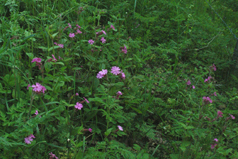 Skånefrö Ängsfrö Skuggblandning 113 100g