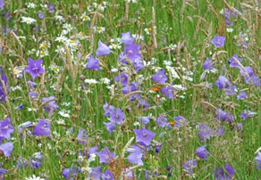 Skånefrö Ängsfrö Normaläng 101 100g