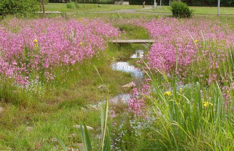 Skånefrö Ängsfrö Fuktäng 102 100g