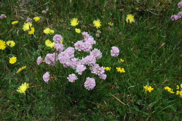 Ängsfrö Torr Havsstrandäng 115 100g