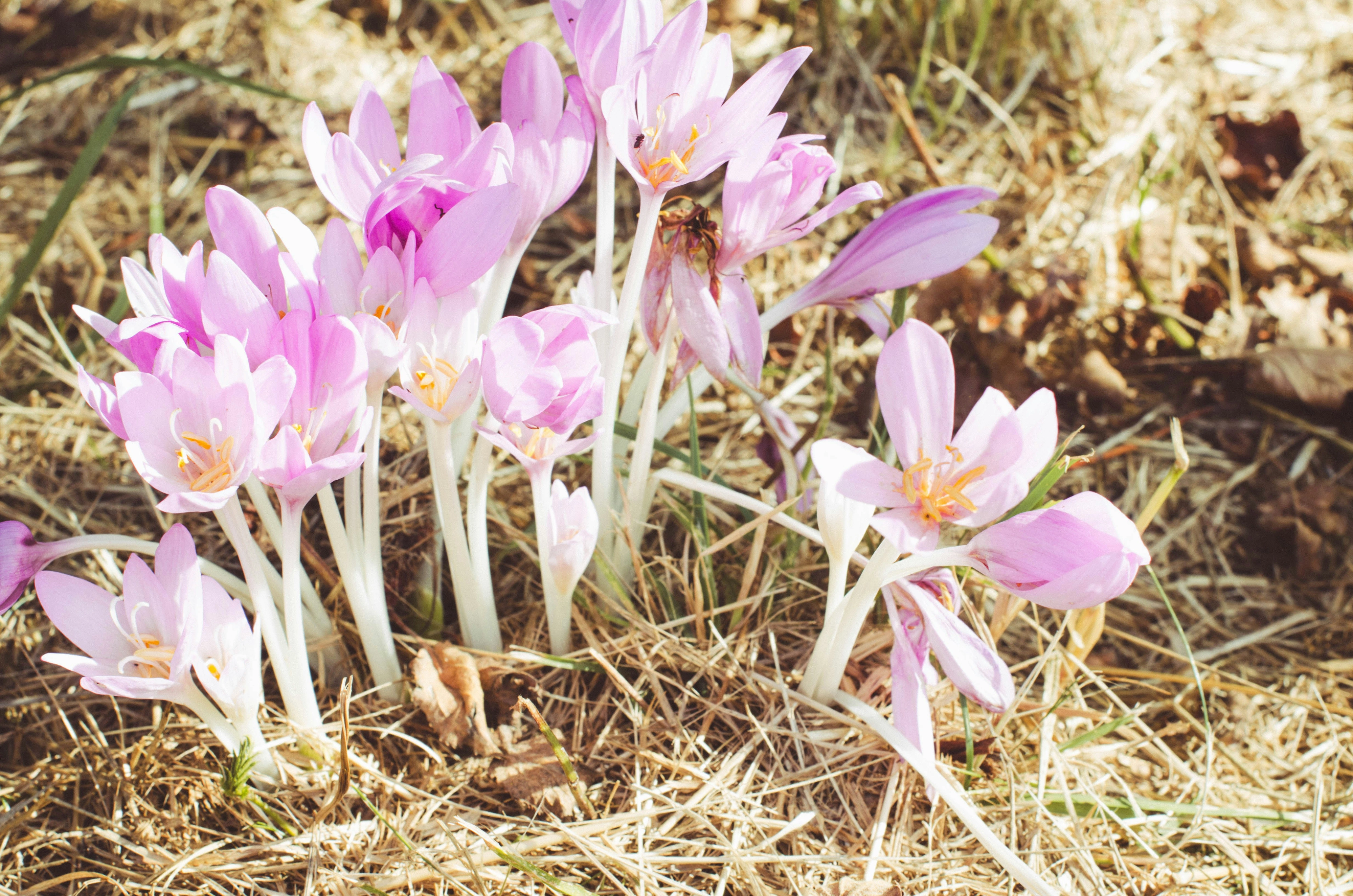 Colchicum 'The Giant' 20/24 (1)